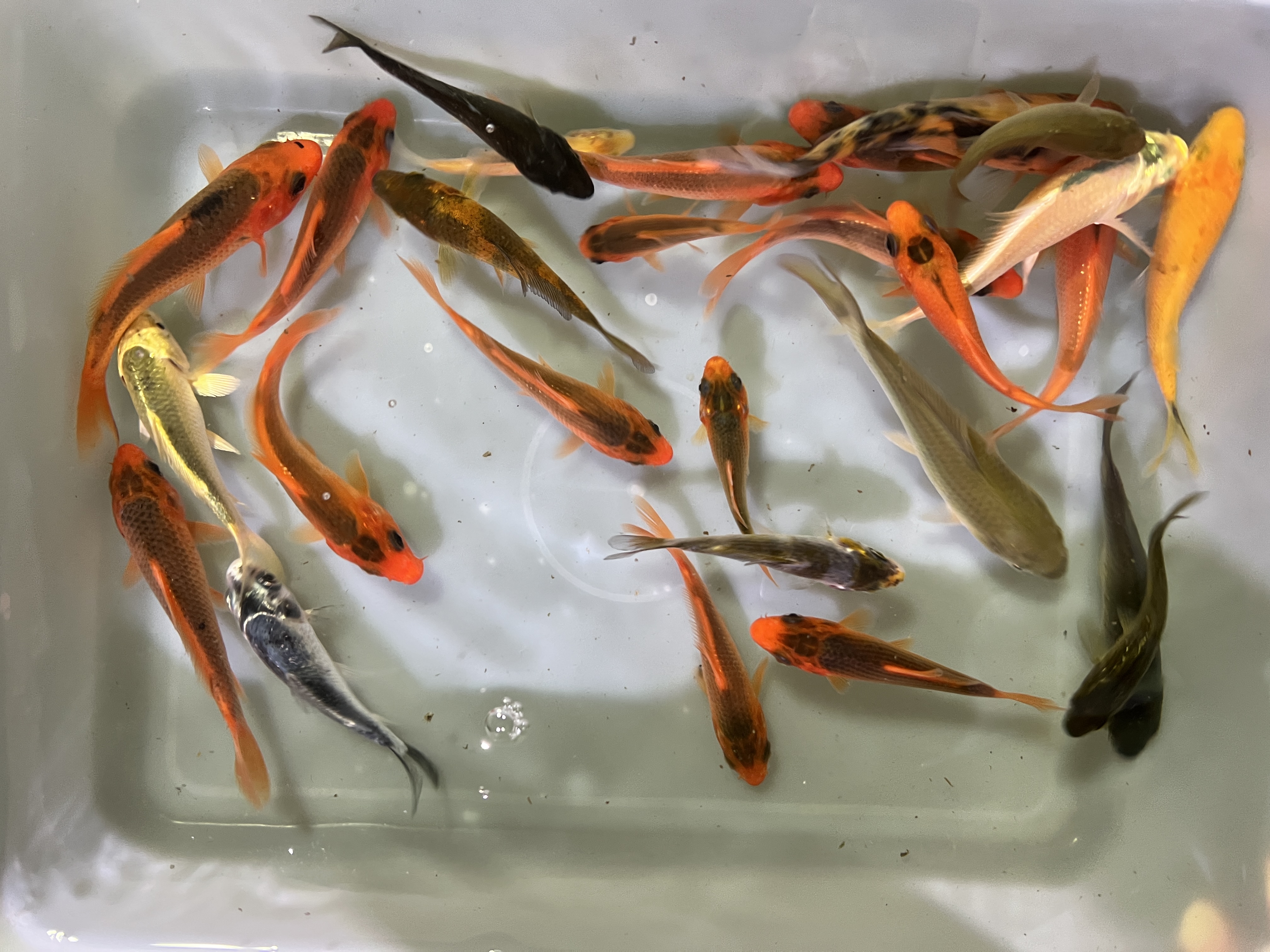 精品锦鲤观赏鱼，红白，昭和，黄金，松叶，介子。大正，茶鲤一物一拍