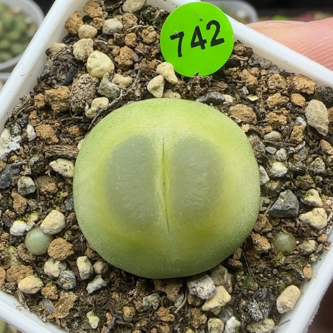 拉登2.4+多肉植物742