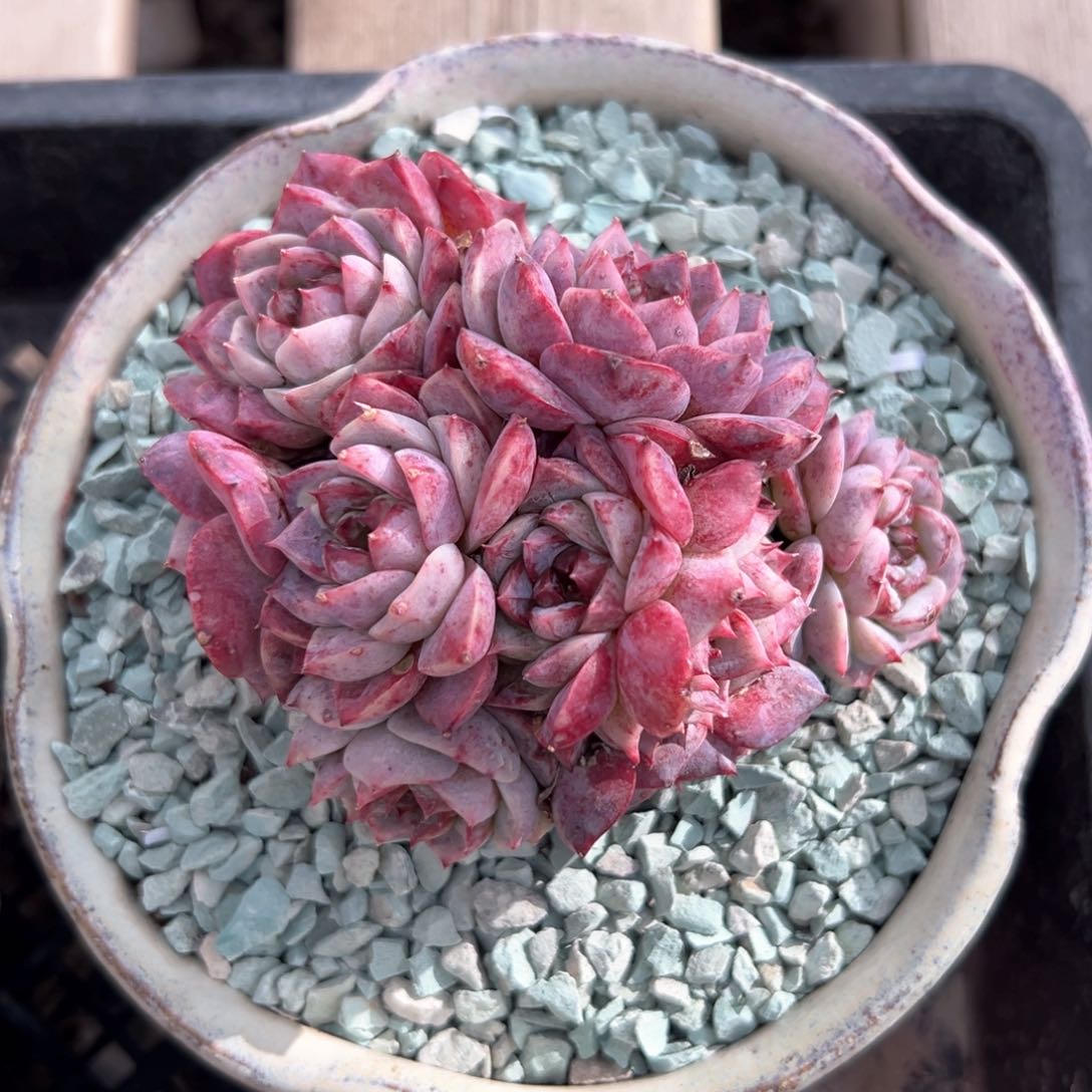 10头天鹅绒（满38包邮）多肉