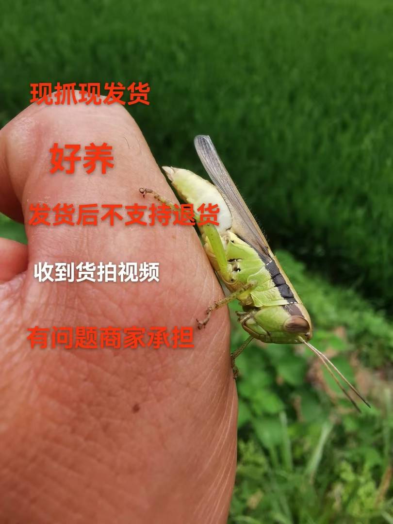 专宠贵州高山野生稻皇