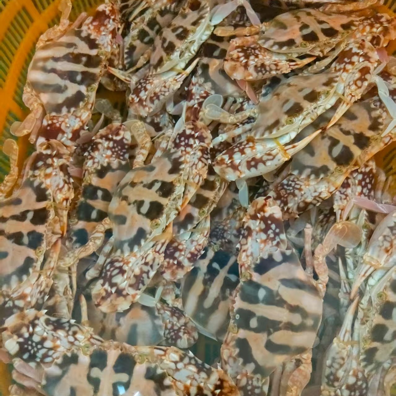中有膏有肉红花蟹