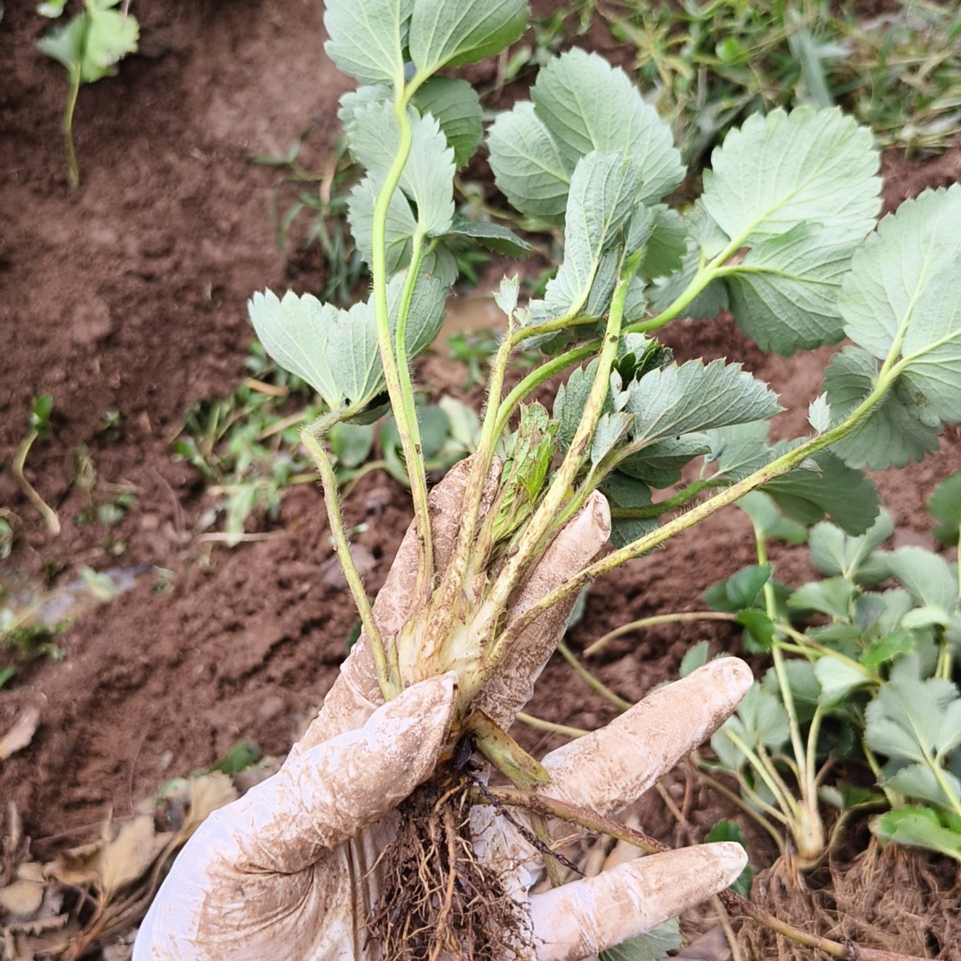 裸跟苗新手好养活产量高新手必入