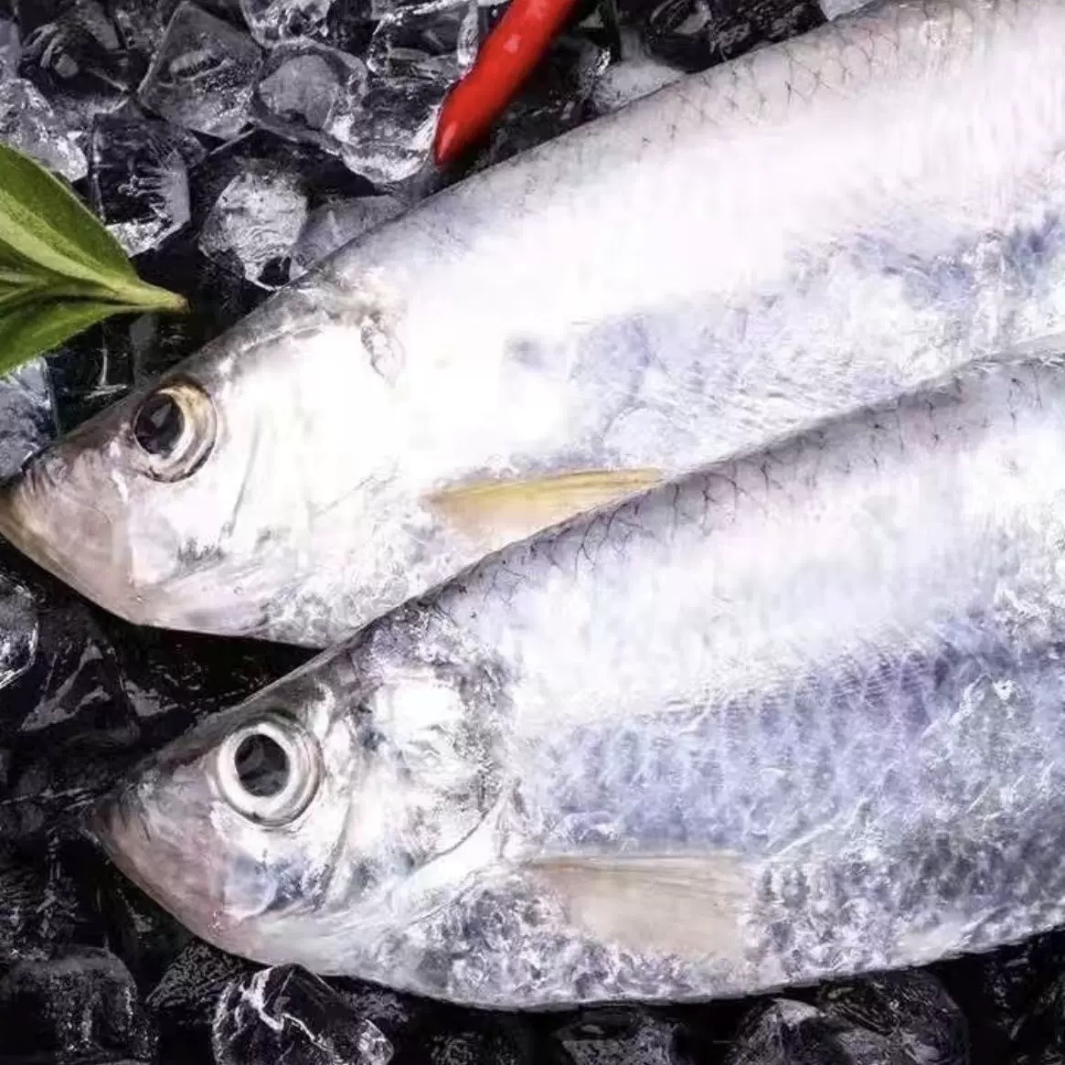 野生白鳞鱼鳓鱼快鱼曹白鱼香鱼4斤有小毛刺介意勿拍 冷冻发货包邮