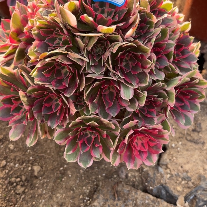 少女多肉法师不包损6