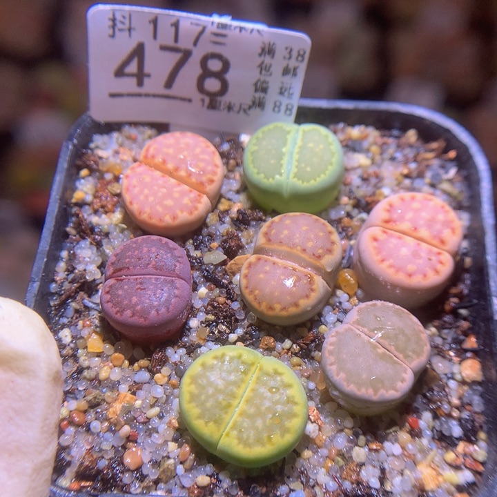 精品生石花117.478