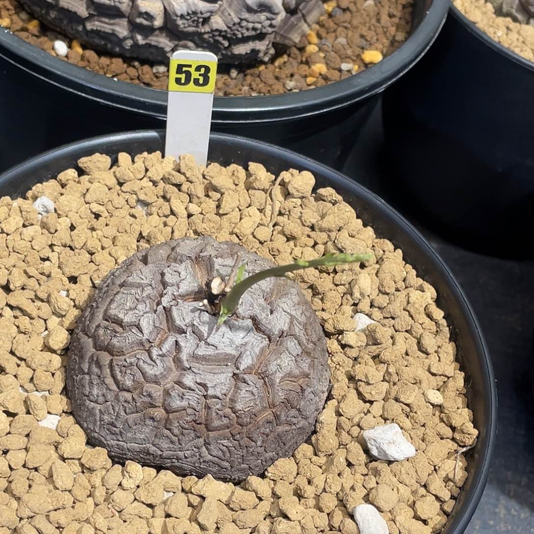 53号龟甲龙不退不换