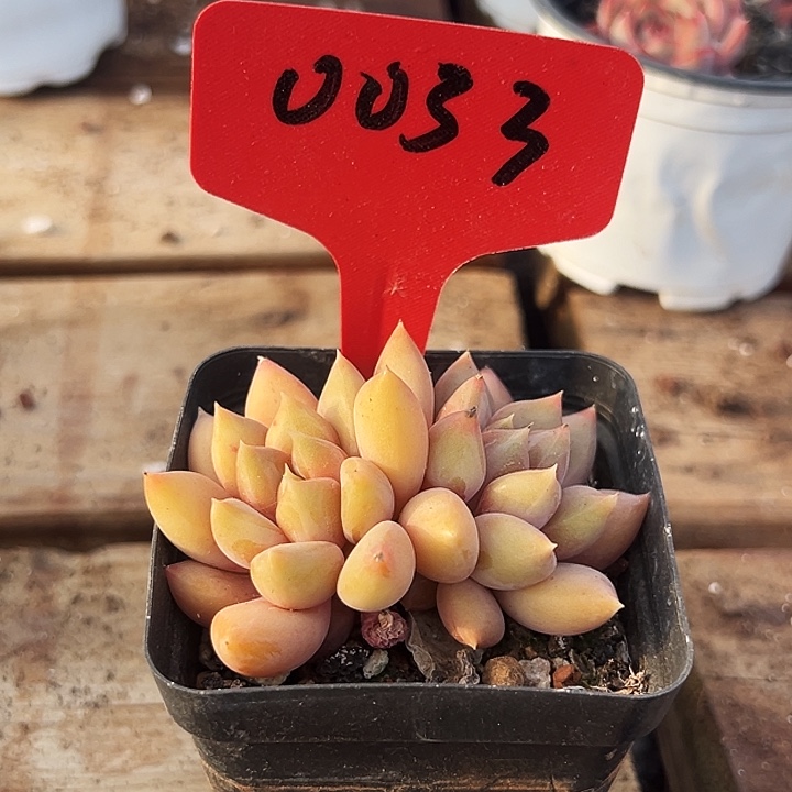 枇***膏多头象牙     0033