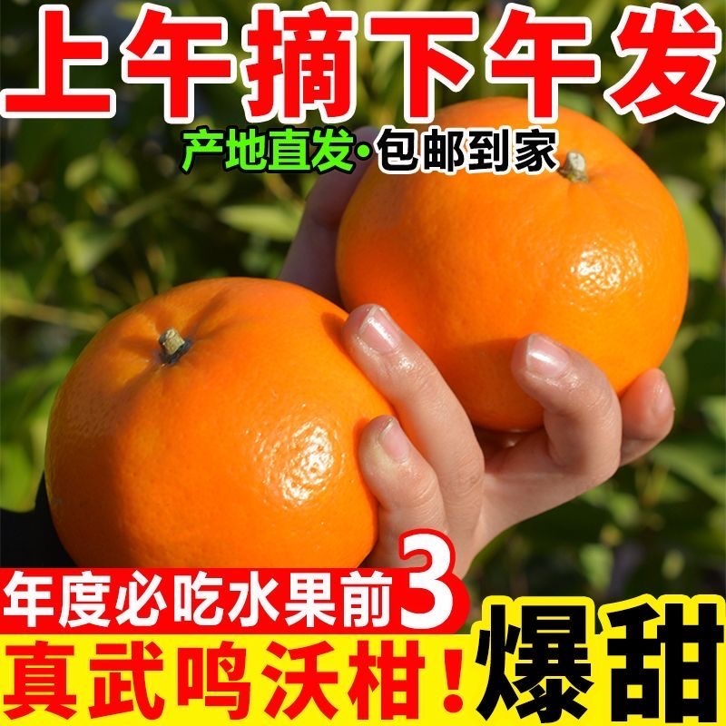 【广西武鸣沃柑】当季新鲜水果皮薄肉厚汁水充足-远