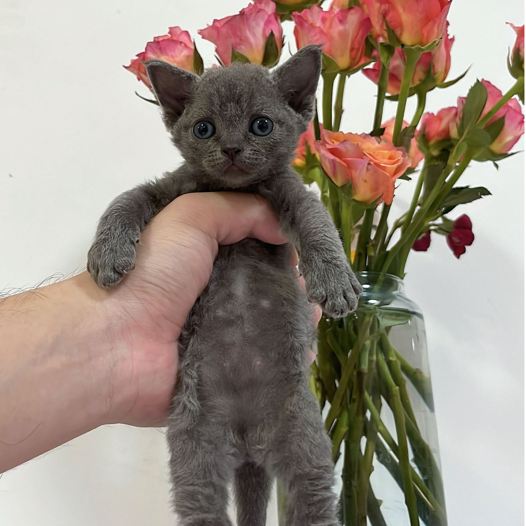 甜美纯蓝德文卷毛猫妹妹