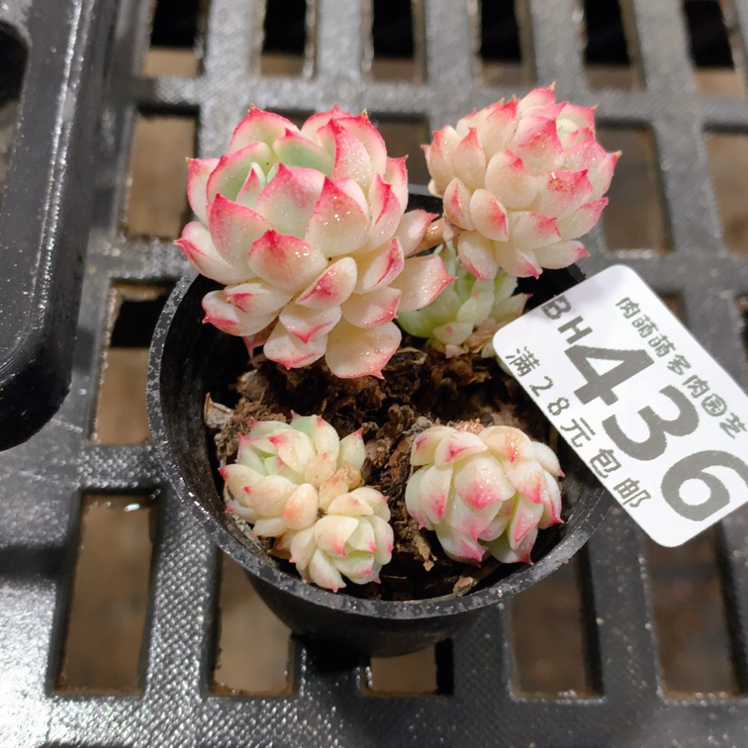 肉萌萌5cm拇指盆精控多肉BH436