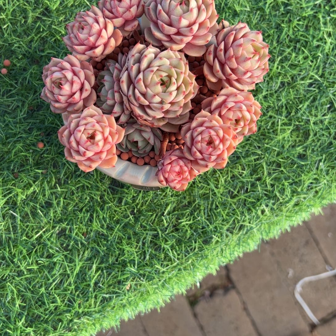 〇***五手捧花本吧多肉植物