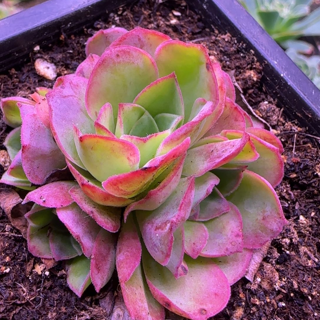 花球玫瑰5厘米12124242722