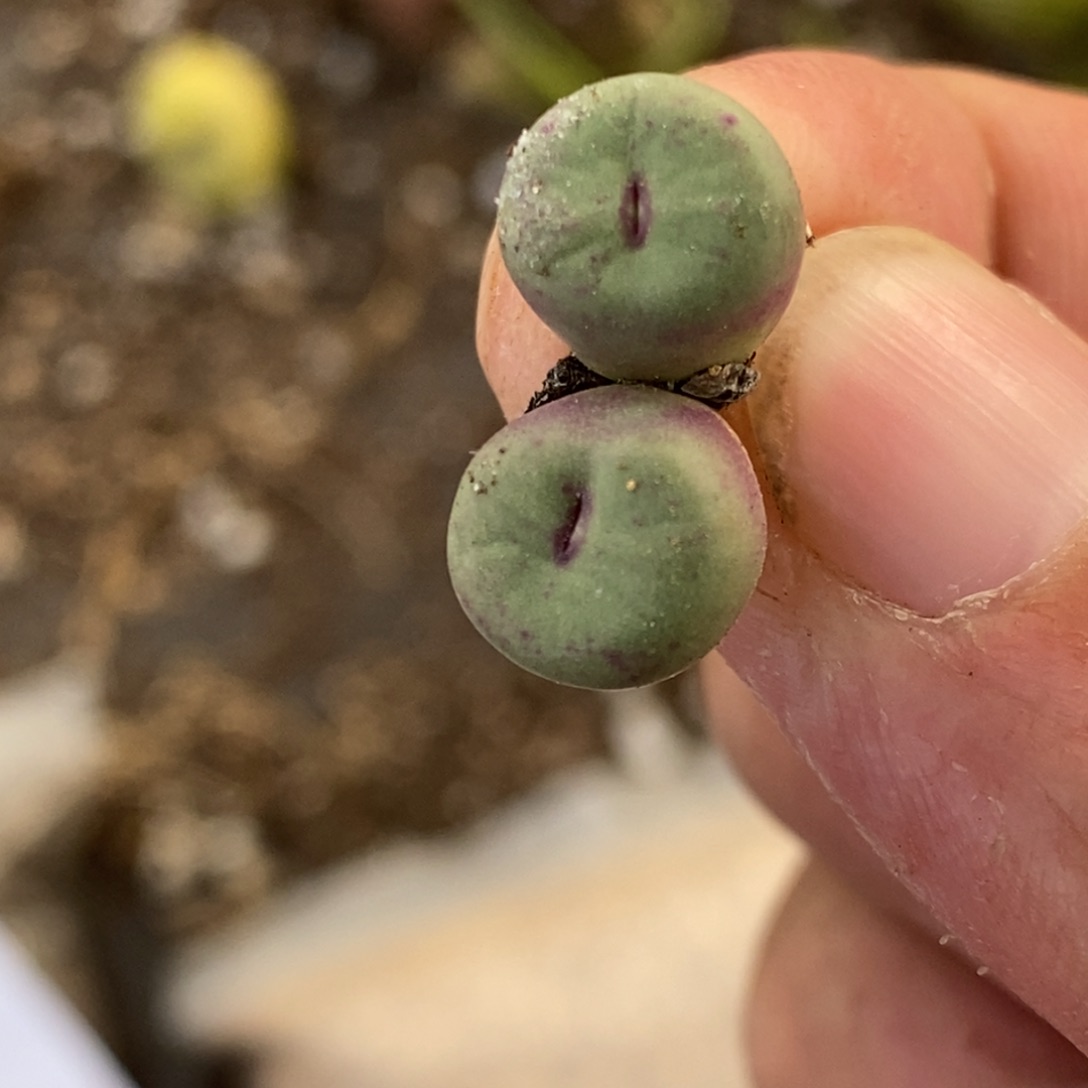 1596一颗一颗一颗