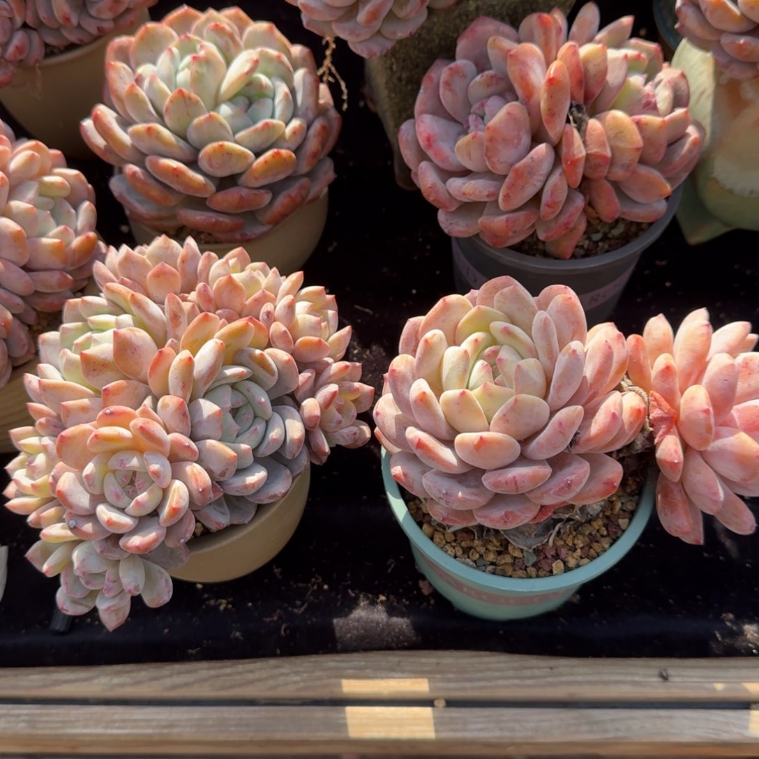 桔***柚一颗多头，一颗飘枝