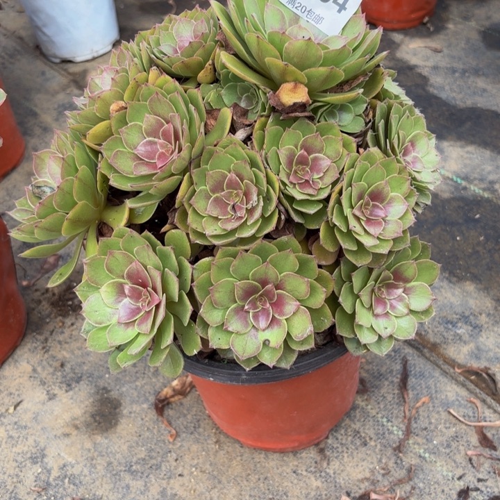 瑞妈多肉园艺404新版桃花石