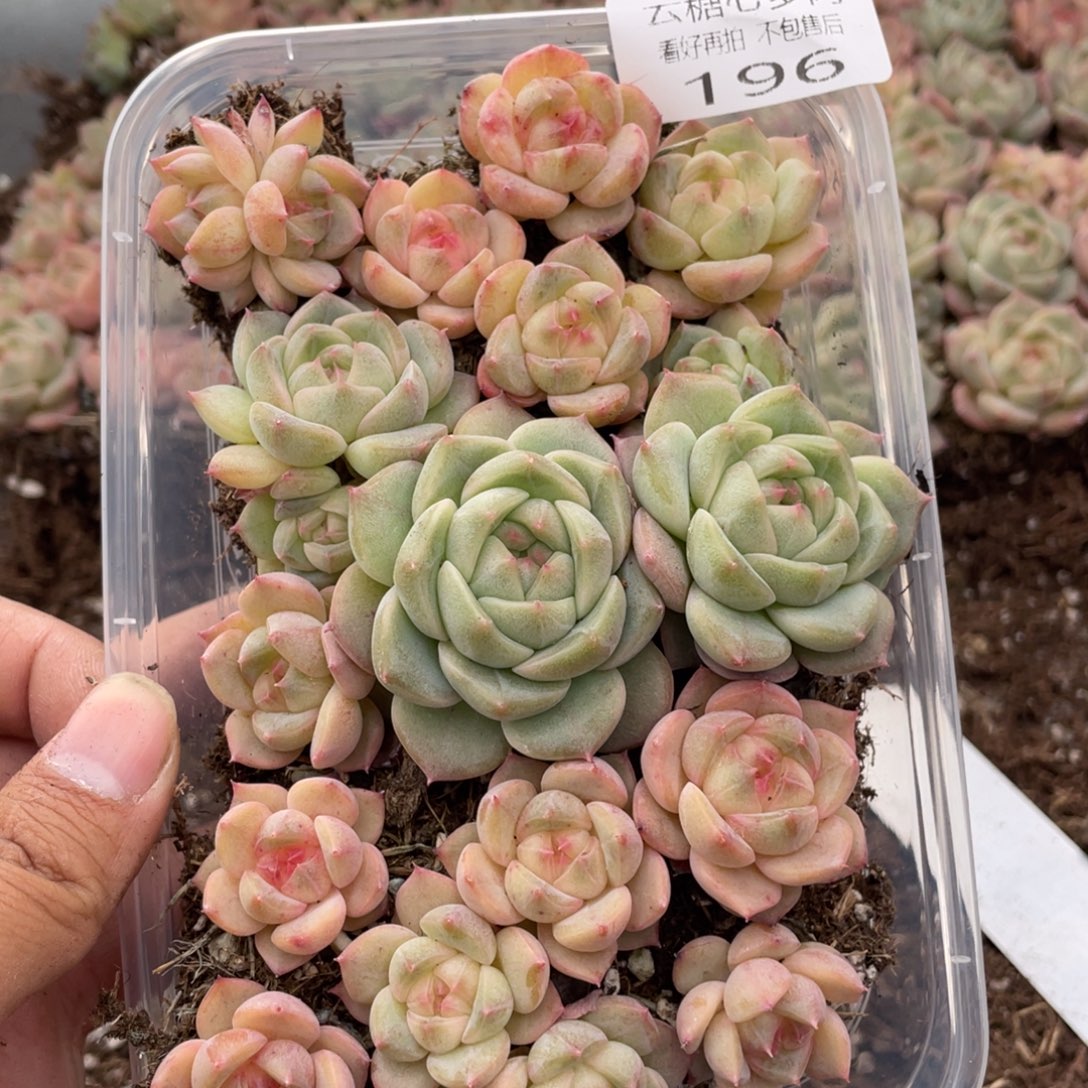云糖心多肉植物196