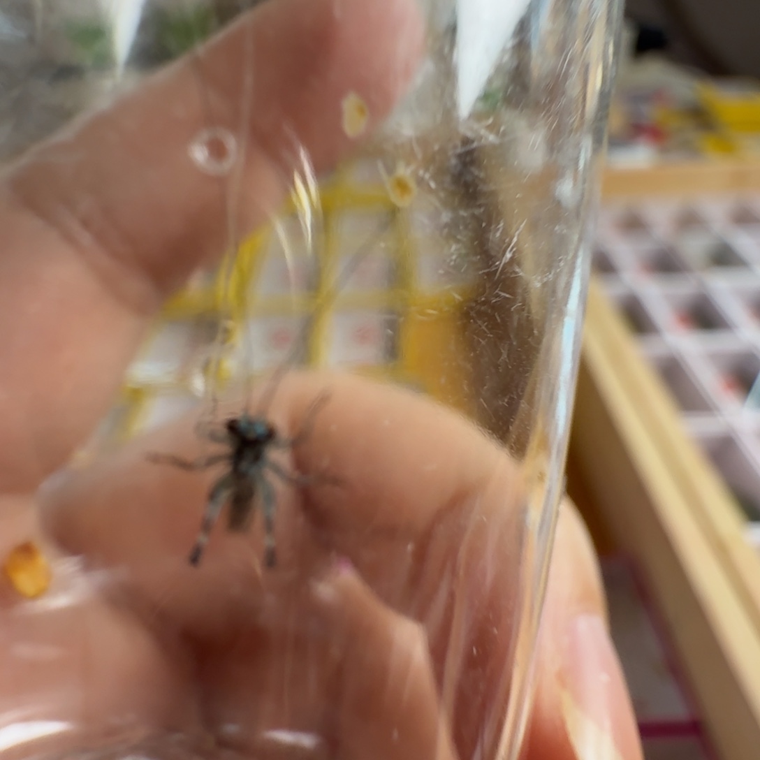 拍下发2只蓝精灵