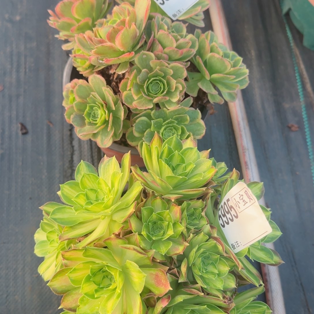 5994奶白5995韶华两颗多肉多肉