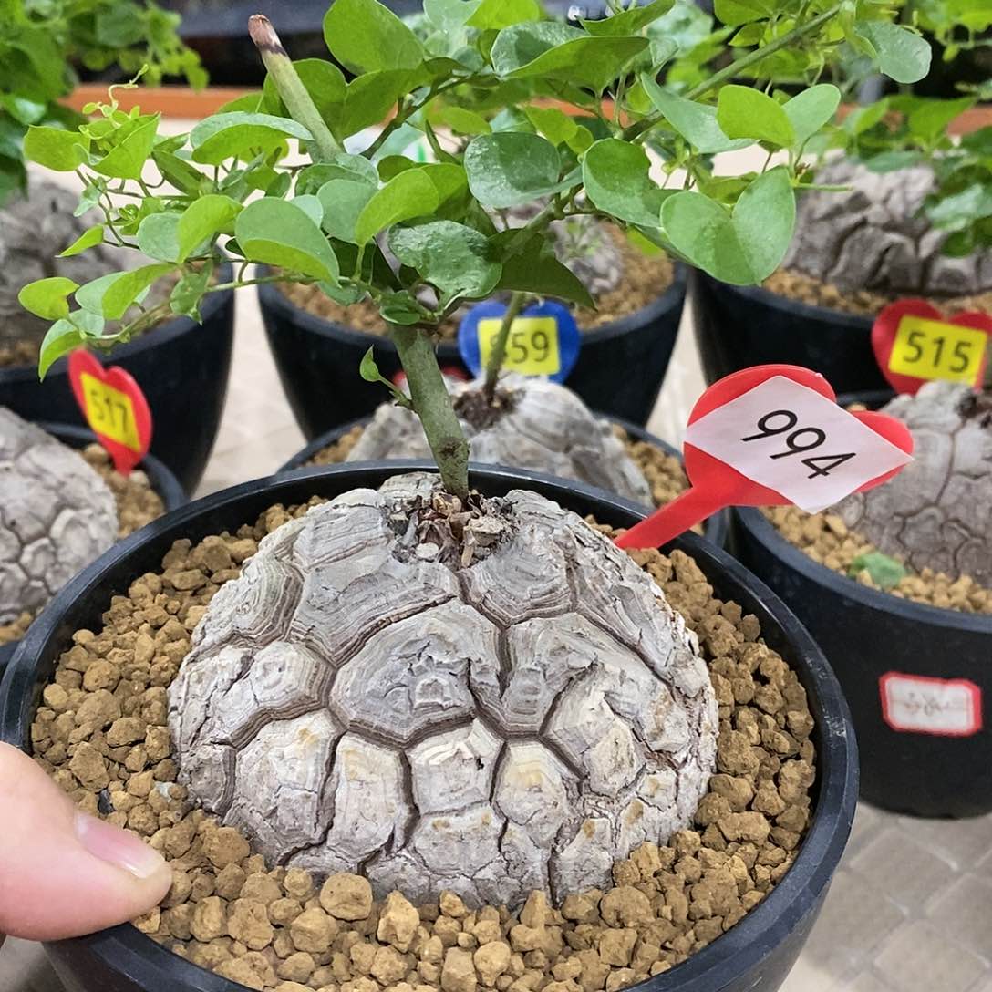 南非龟甲龙龟甲龙