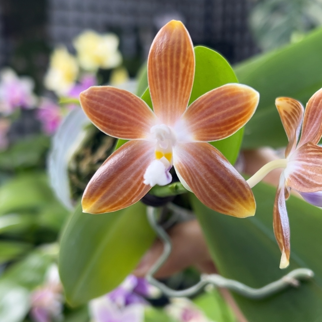 完全开放15号咖啡盾，卖苗价，78米