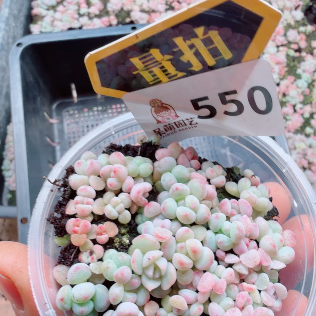 多肉植物多肉植物