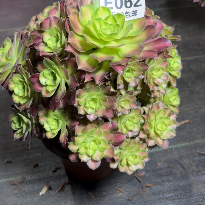 瑞妈一物一拍062