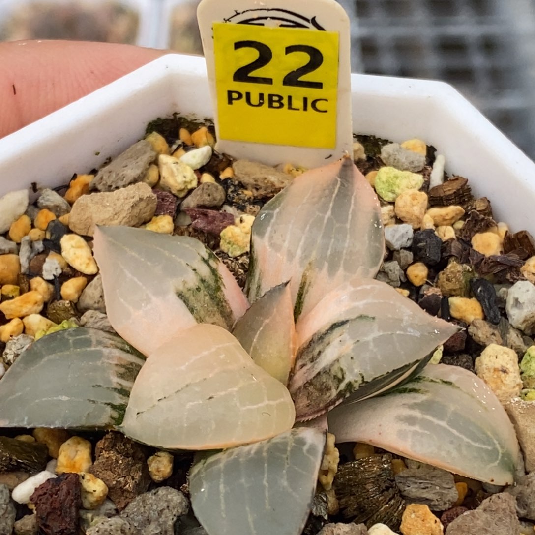 22号玻璃康平锦多肉