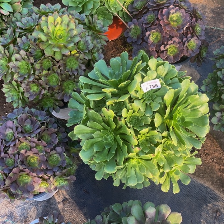 796 多肉法师不包断枝