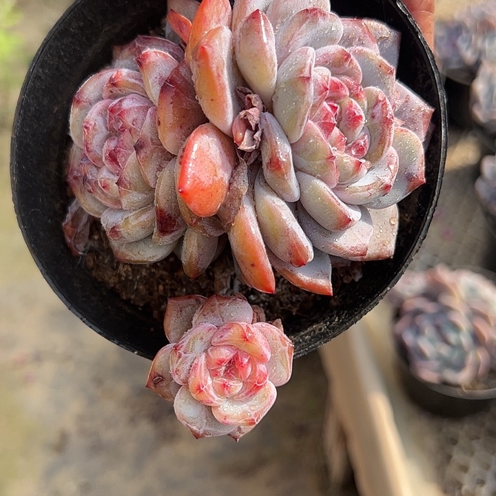【闪购商品】3头星影