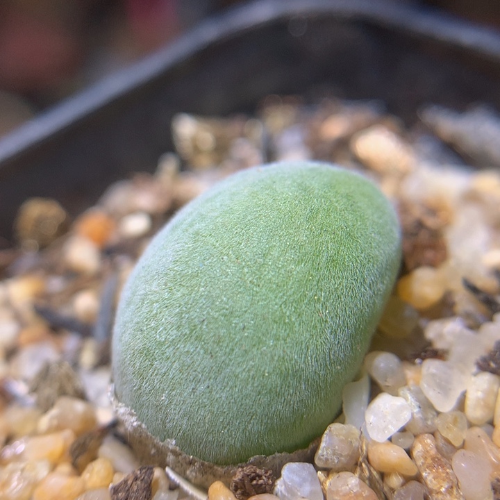 新年快乐呀225.66宝辉