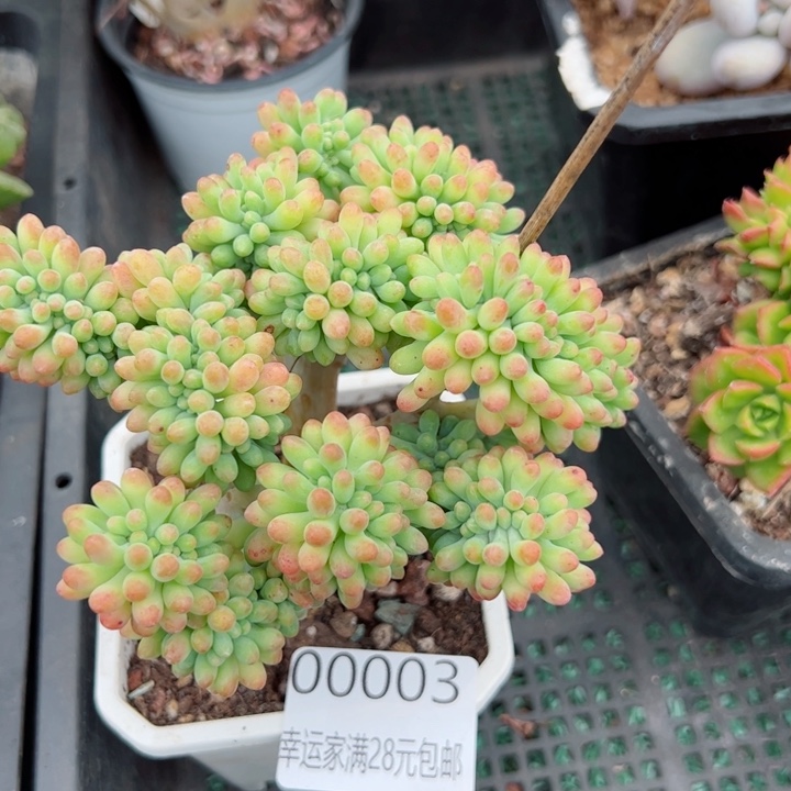 幸运的是我的朋友