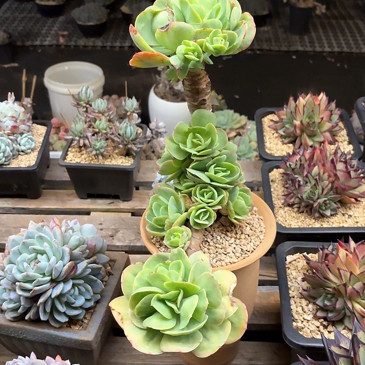 多肉植物，鸡蛋碧桃