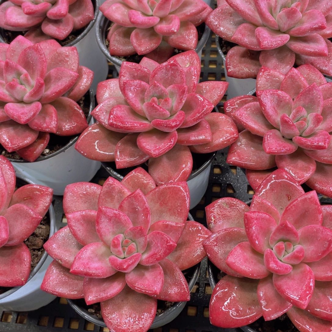 量拍70号 赫菲斯托大单头一个