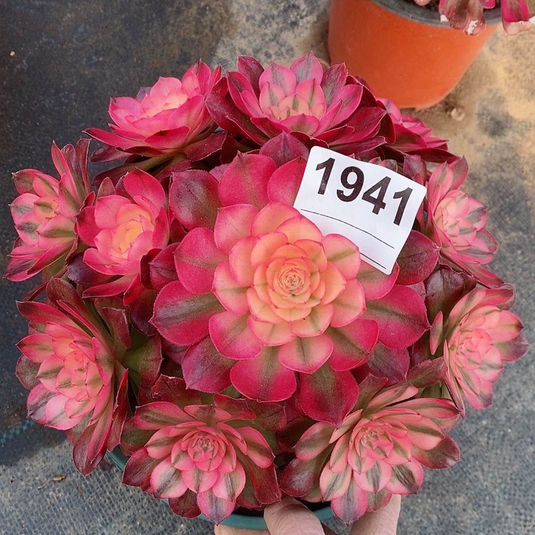 红陶1941荔枝4冠20矮桩