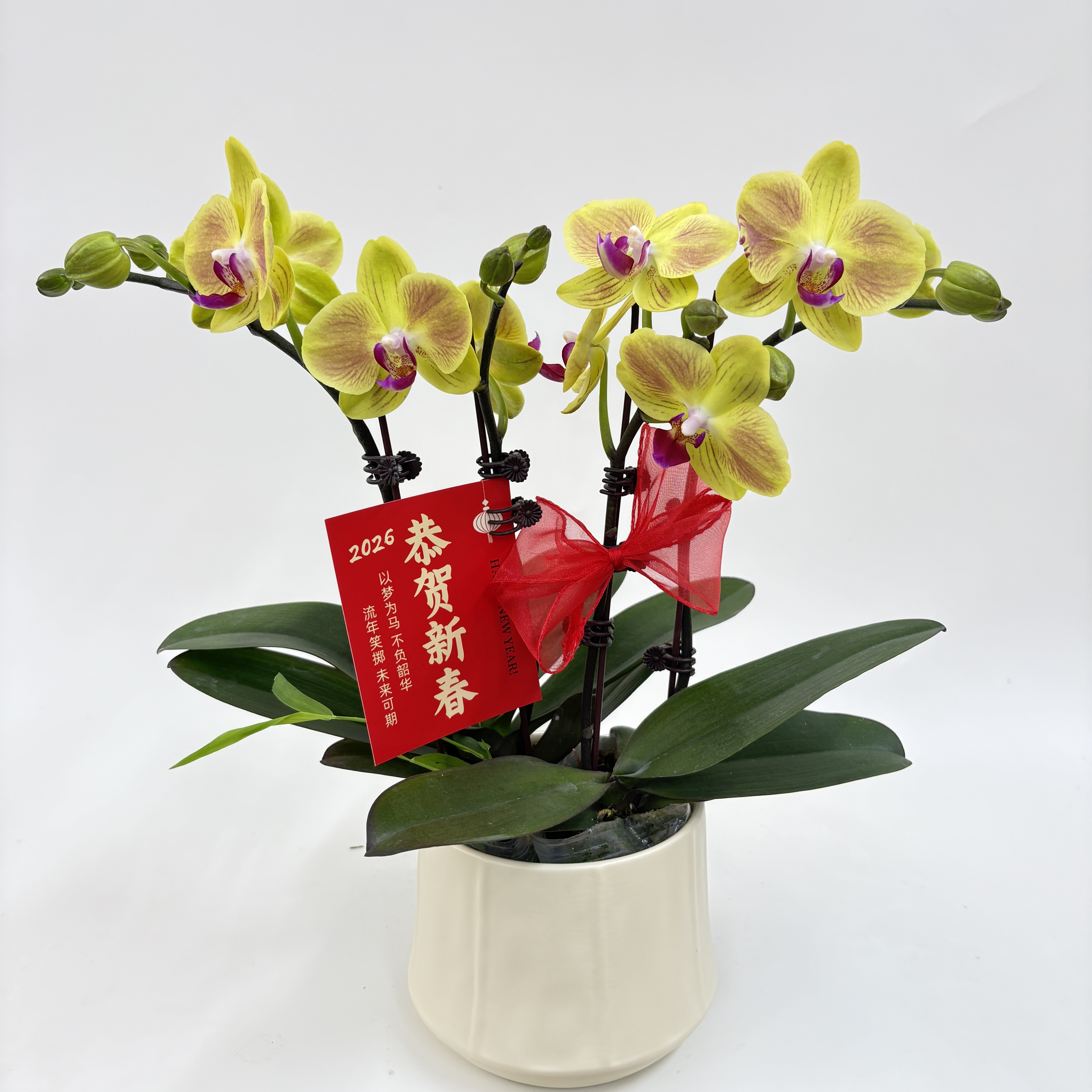 蝴蝶兰（好吉利）鲜花盆栽室内观赏花花佛山基地直发好养易活