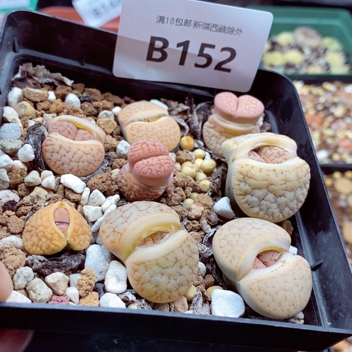 你们都是我的朋友们152