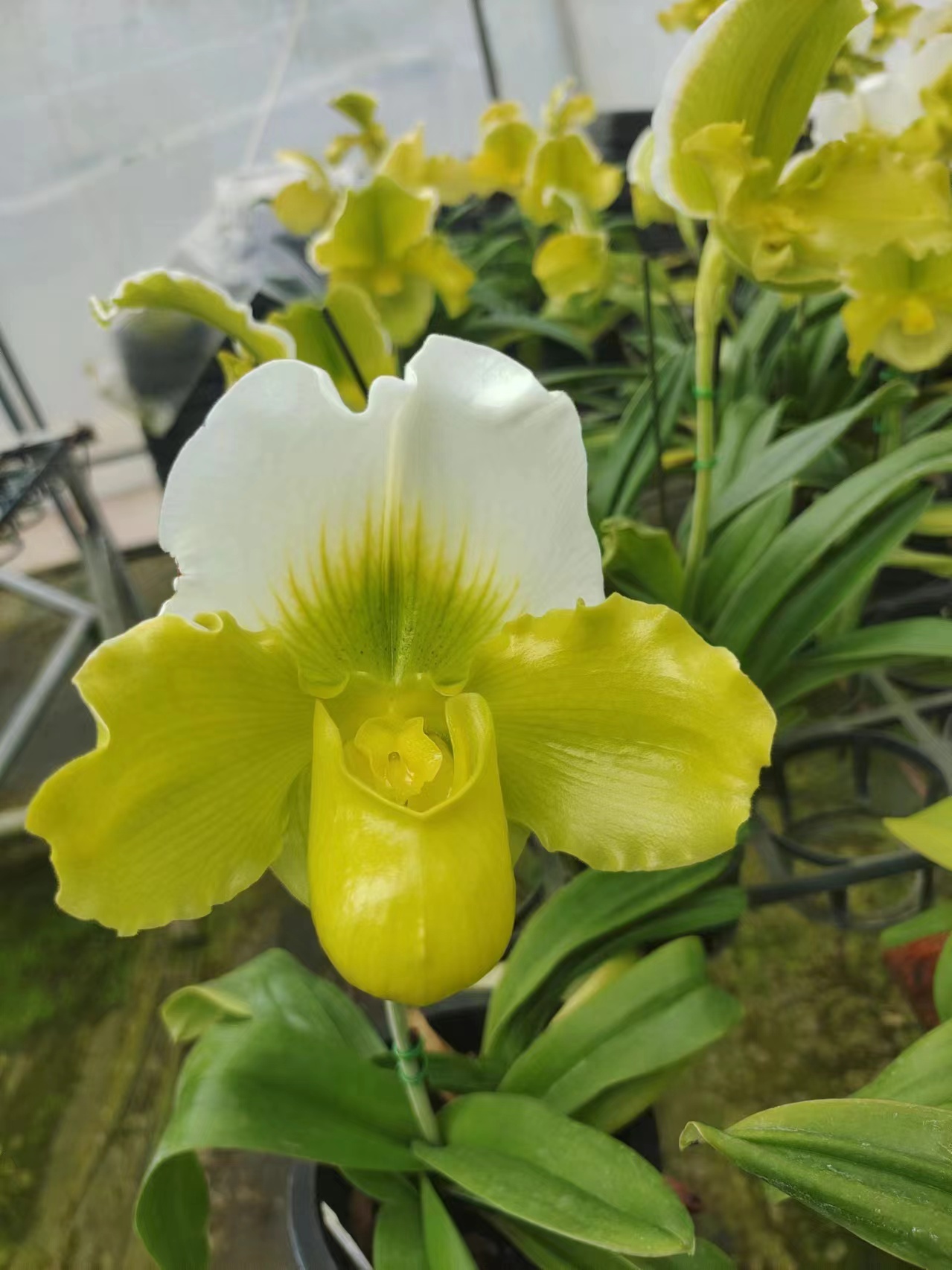 兰花  兜兰  《绿肉饼》杂交组培植物  原盆原土发货
