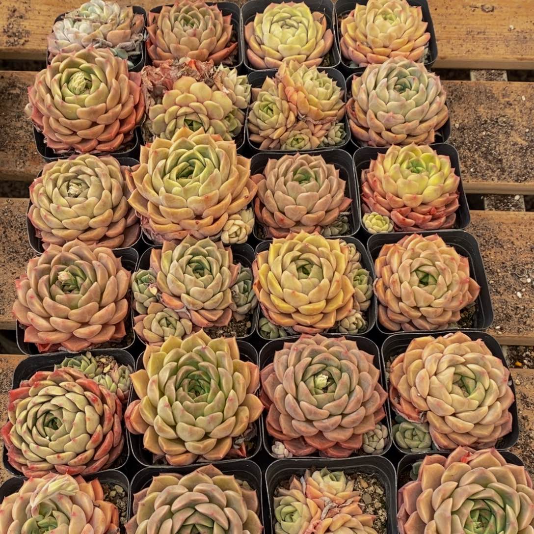 262多肉植物纤维面膜的功效