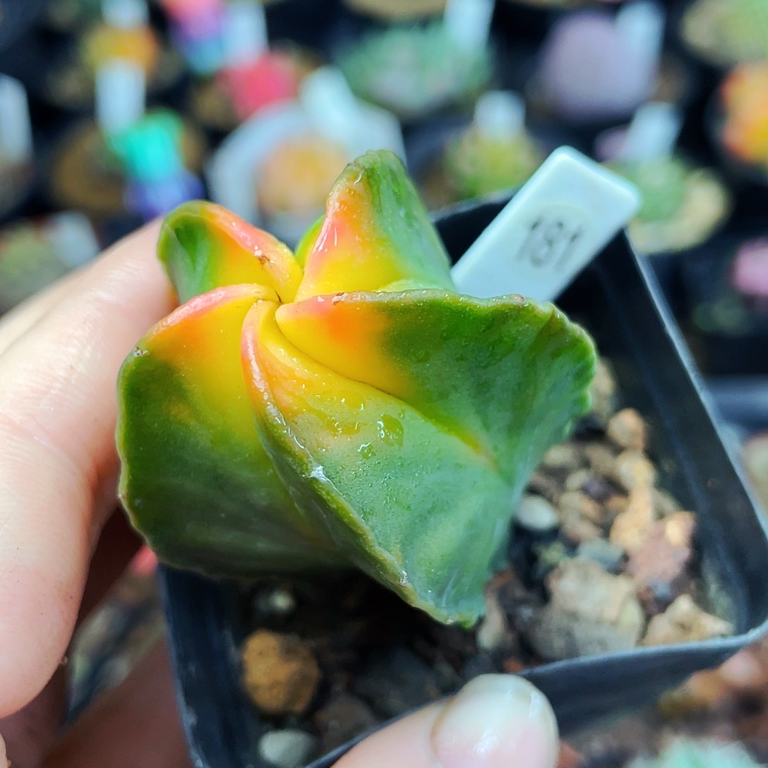 非偏远地区满25包邮仙人球