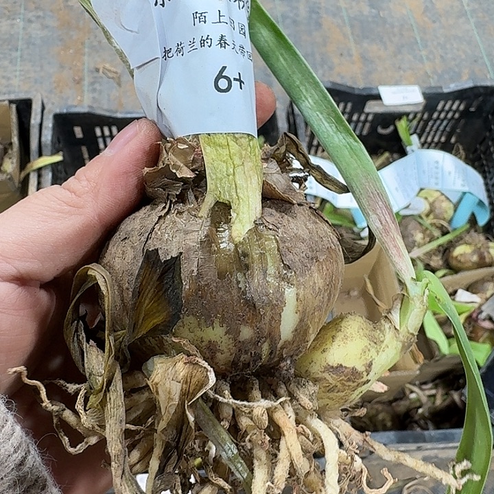 紫罗兰粉黛6厘米开花球