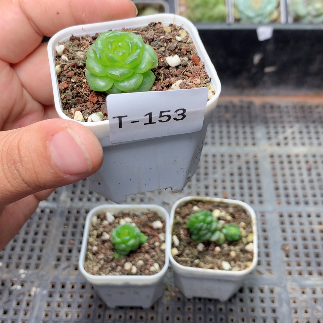 王***霞无花朵T153英语英语