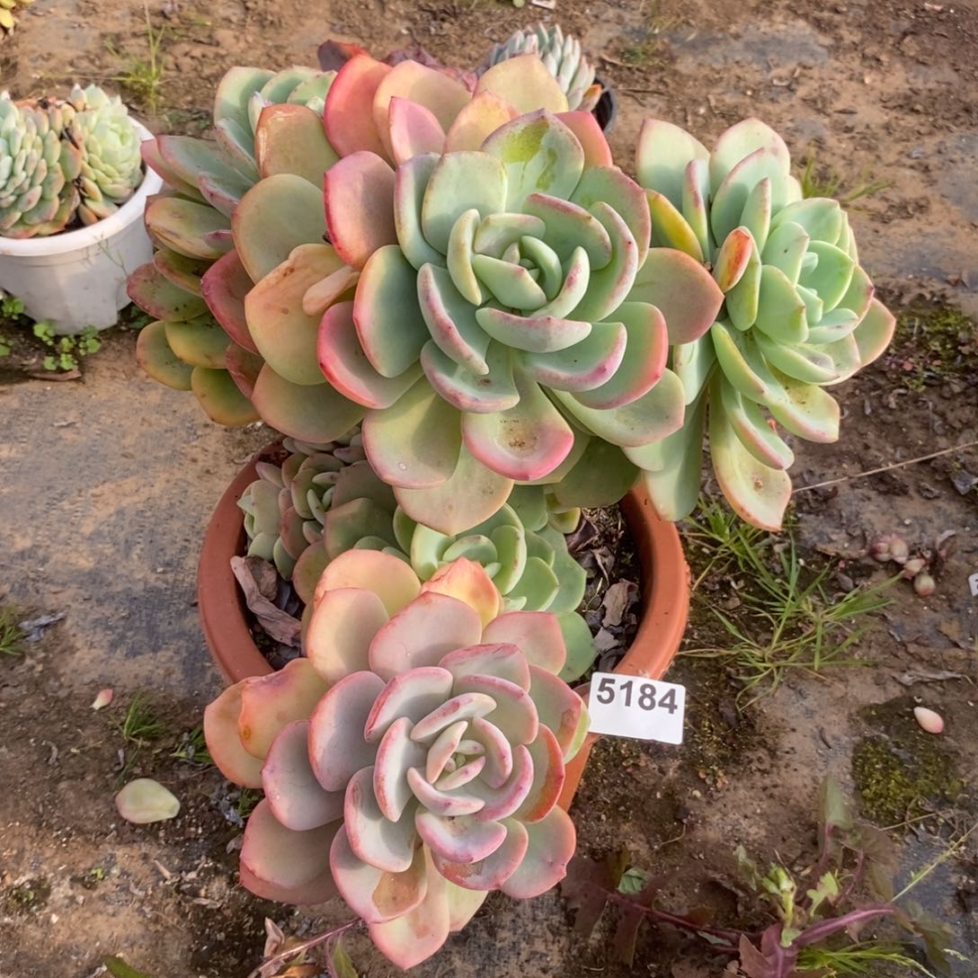 【***】5184白月光一物一拍