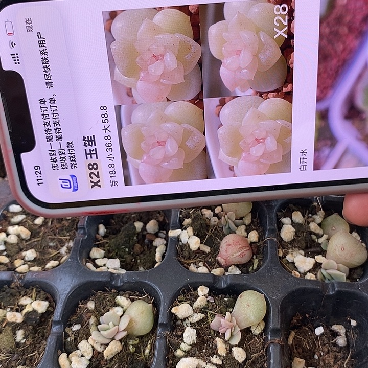 玉笙x28芽苗一个多肉