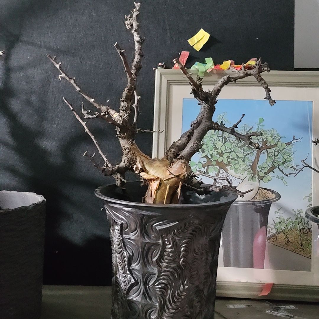 产地黑皮博然恩斯