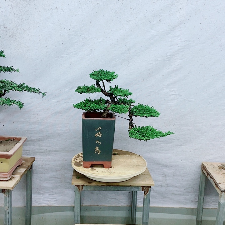 无花朵888888888888888