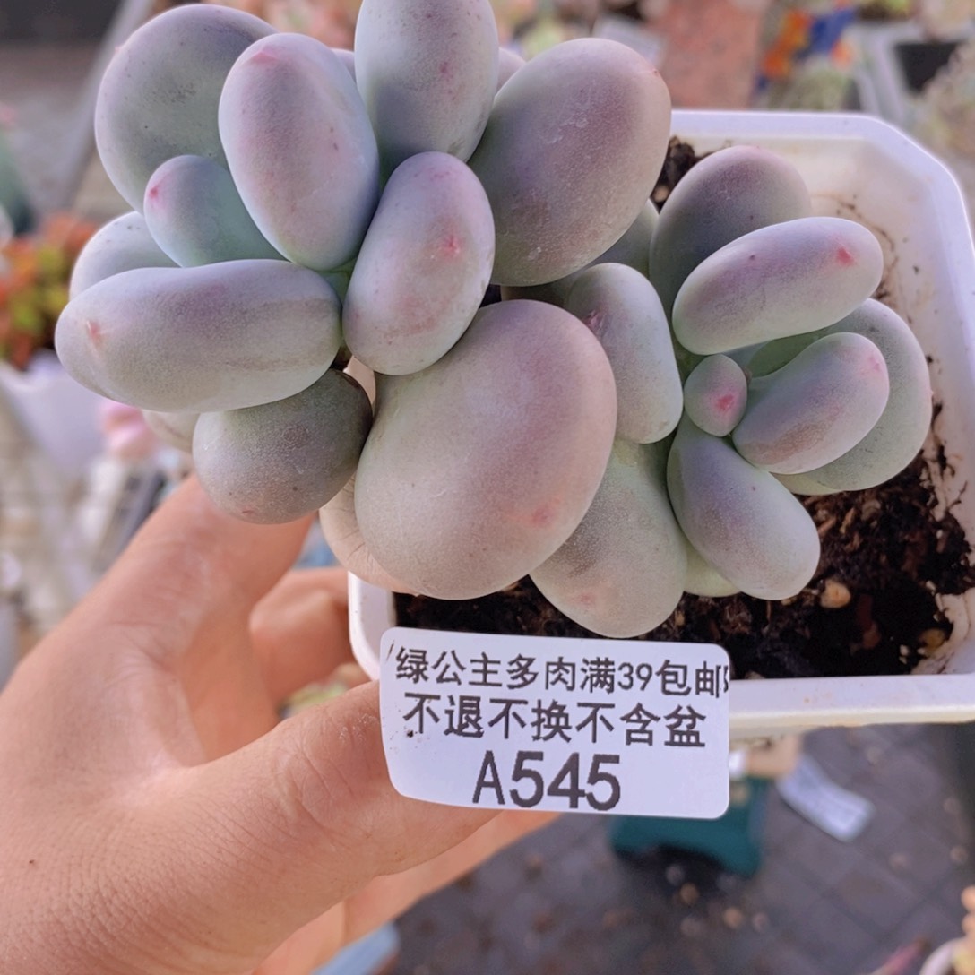 黄金大叶奶老桩8cm545多肉植物