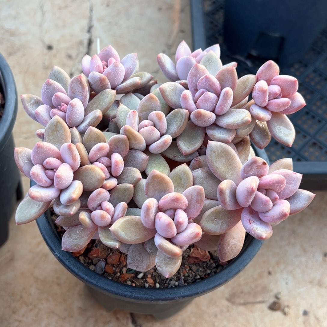 珍舞奶酪平头多肉植物