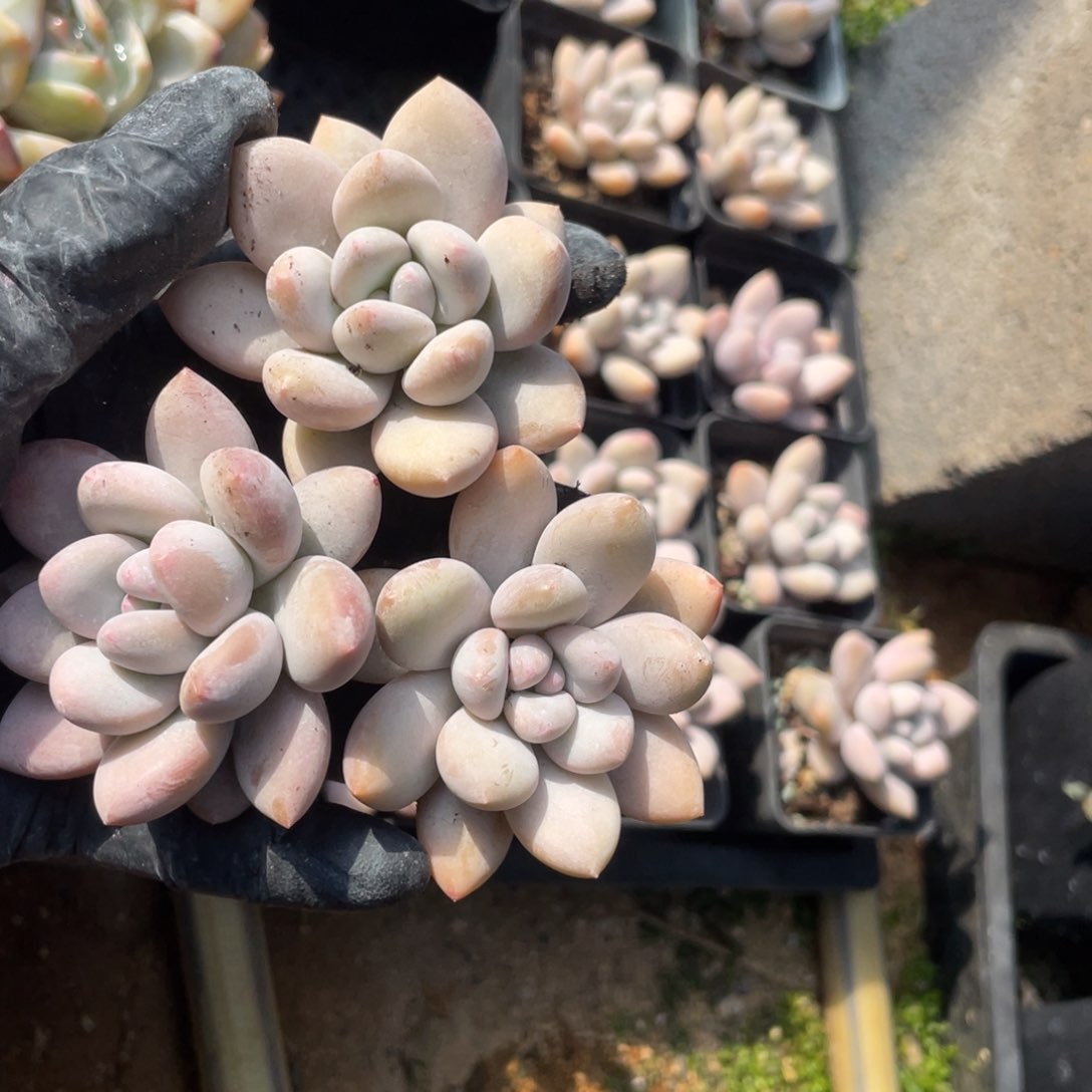 3颗香水小老庄6厘米