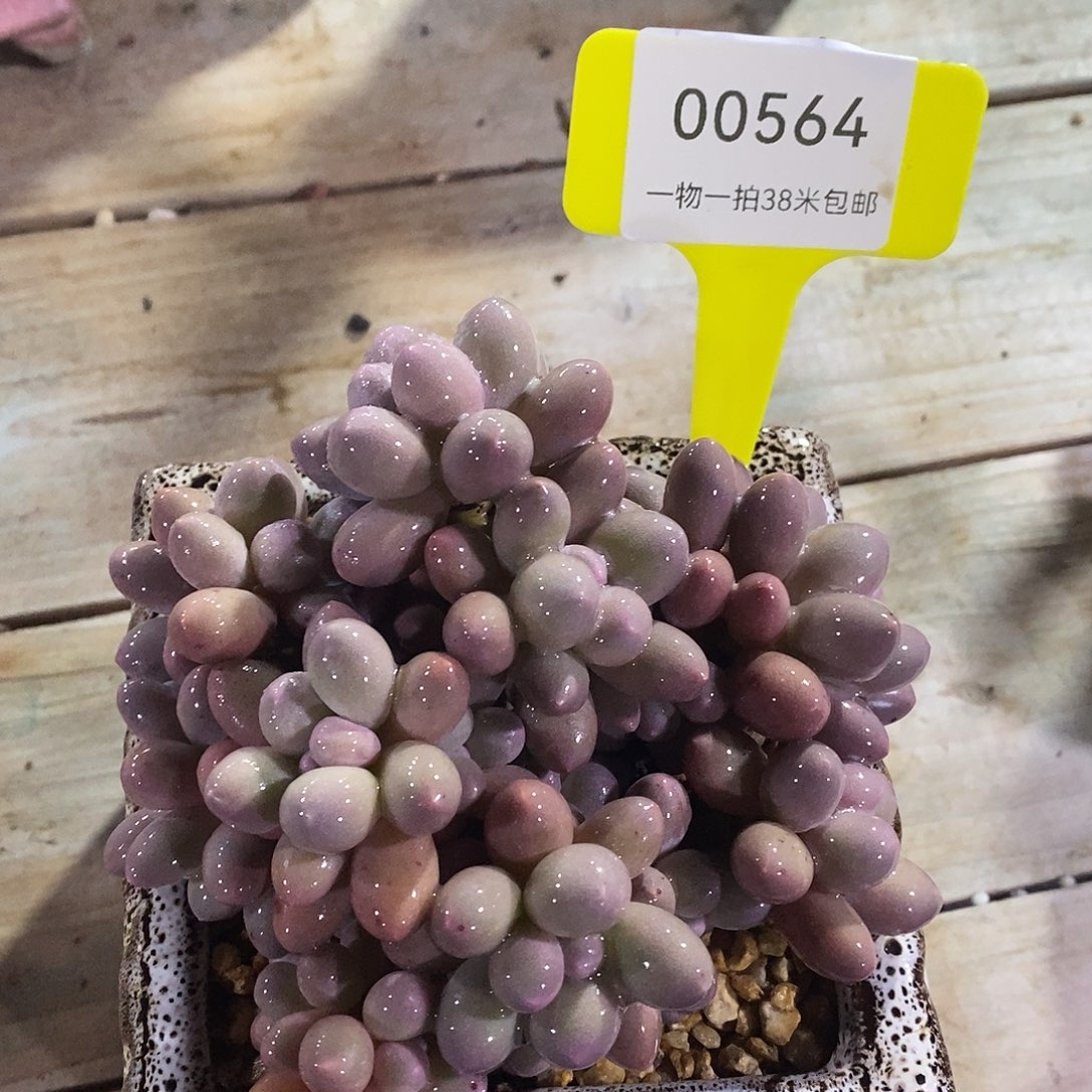 00564啊句Tom小雨