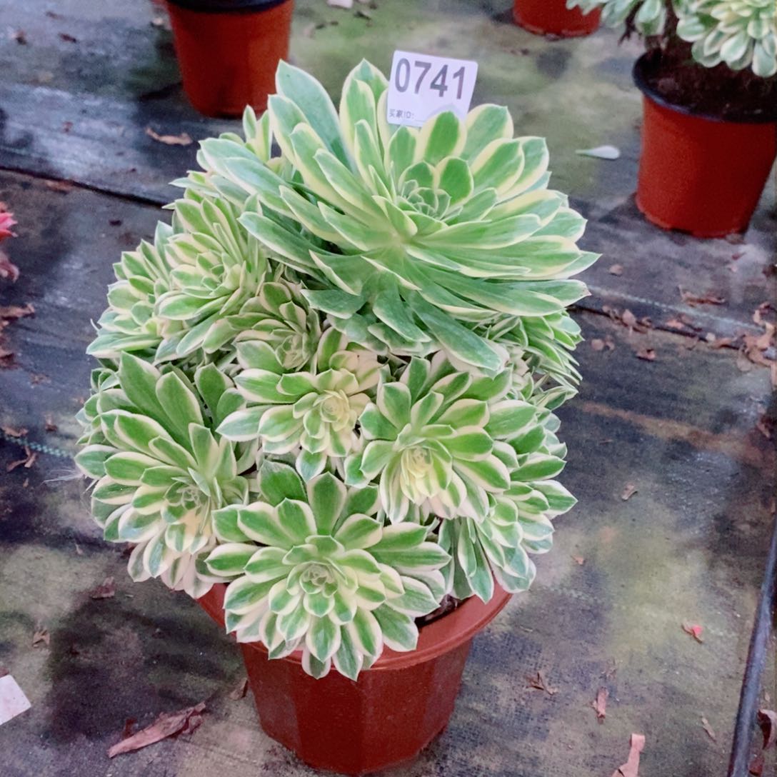 碧玉741多肉1111